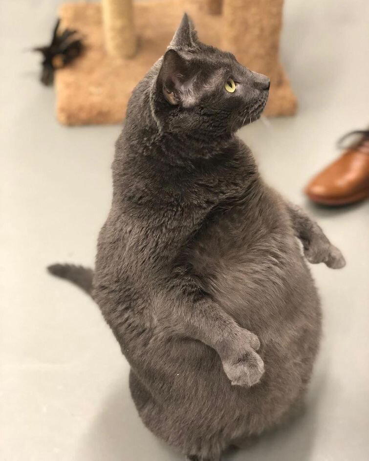 «Gimmie That Fat Cat» («Отдайте мне этого толстого кота»)