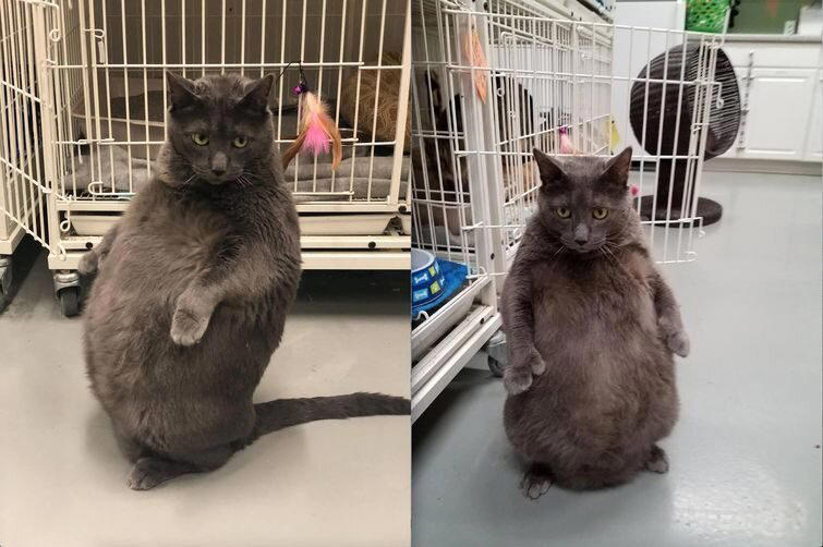 «Gimmie That Fat Cat» («Отдайте мне этого толстого кота»)