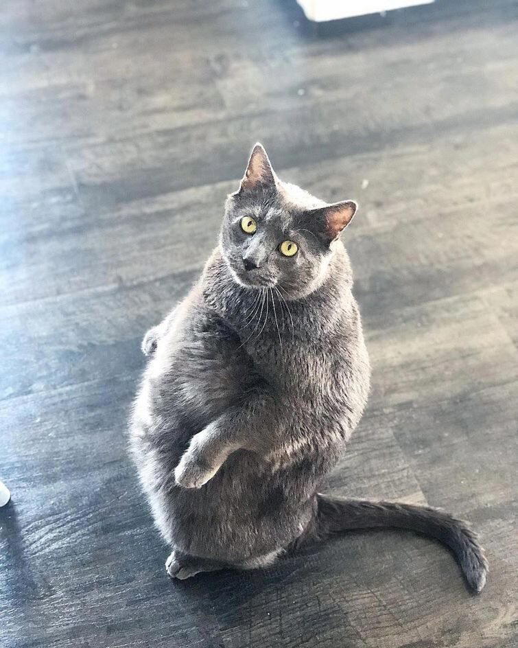 «Gimmie That Fat Cat» («Отдайте мне этого толстого кота»)