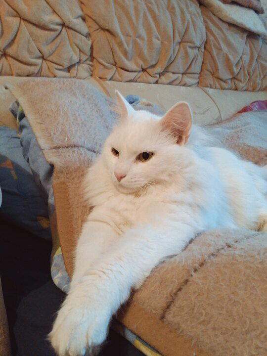 Счастье из подвала