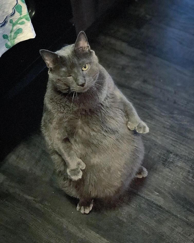 «Gimmie That Fat Cat» («Отдайте мне этого толстого кота»)