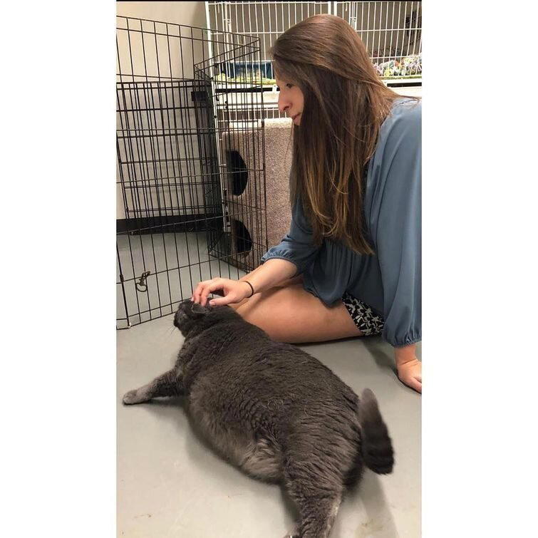 «Gimmie That Fat Cat» («Отдайте мне этого толстого кота»)
