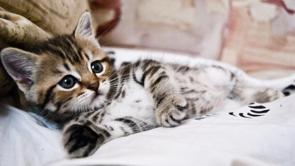 Как мы кота покупали