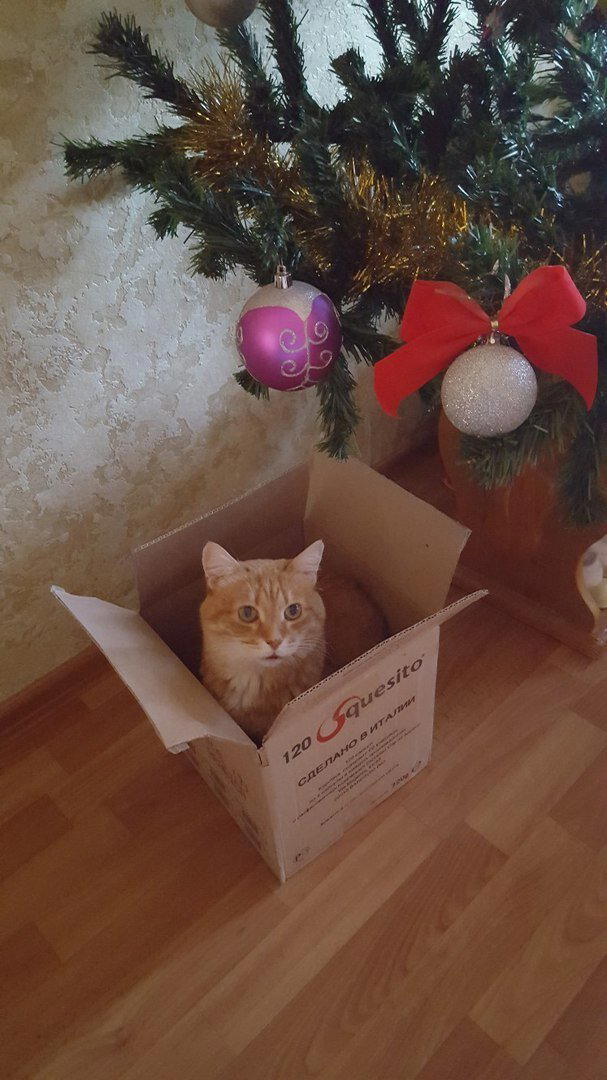 Иностранная инопланетянка
