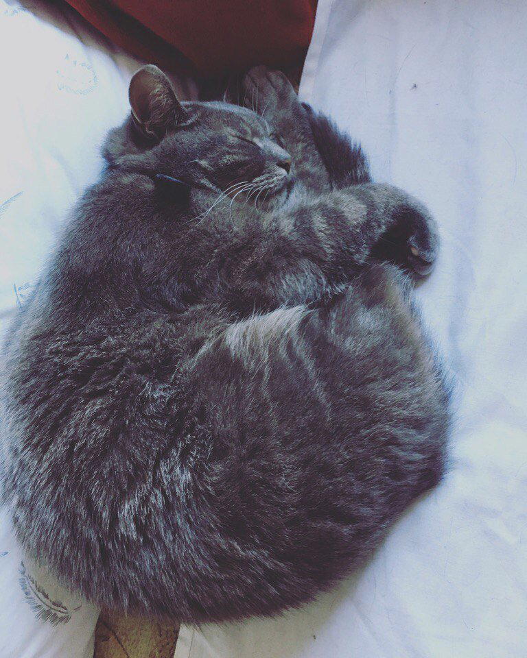 Кот - храброе сердце