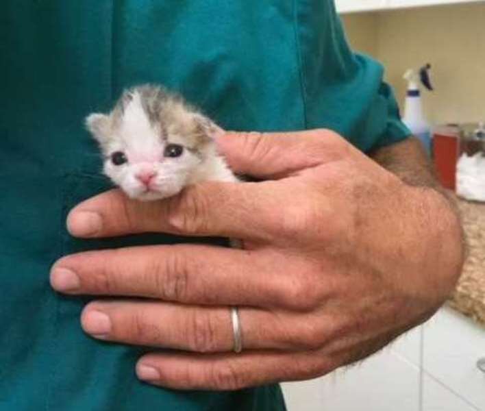 МАМА КОШКА ЗАКОПАЛА В ГРЯЗЬ НОВОРОЖДЕННОГО КОТЕНКА