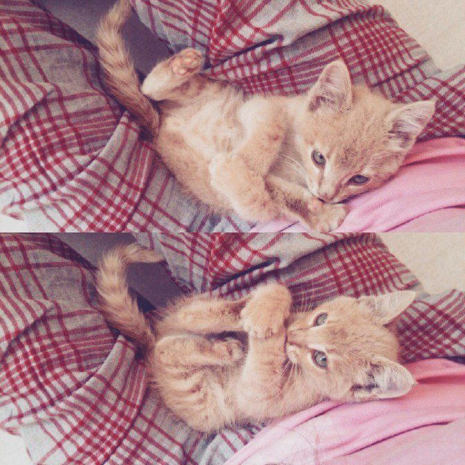 Котёнок из больничного дворика