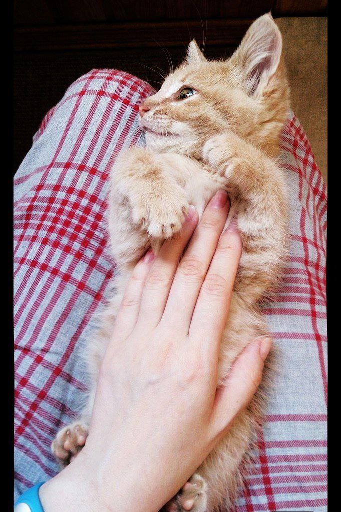 Котёнок из больничного дворика