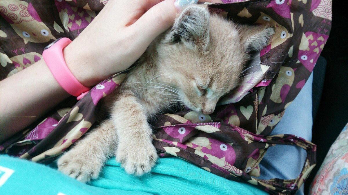 Котёнок из больничного дворика