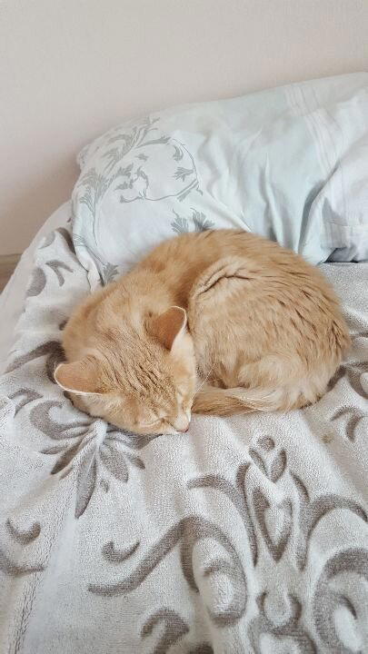 Хоуп. Кот, у которого не было… прорези глаз!