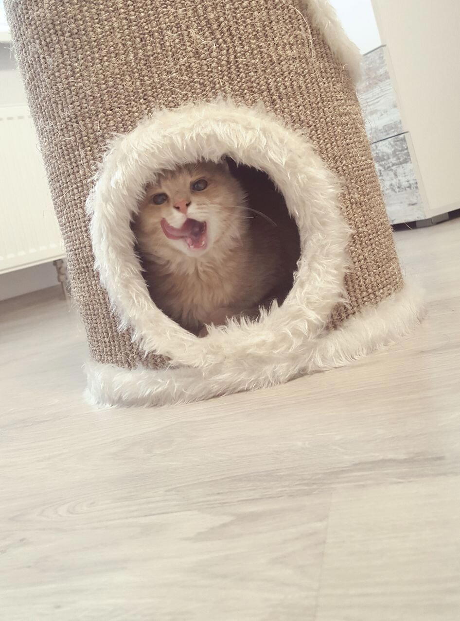 Хоуп. Кот, у которого не было… прорези глаз!