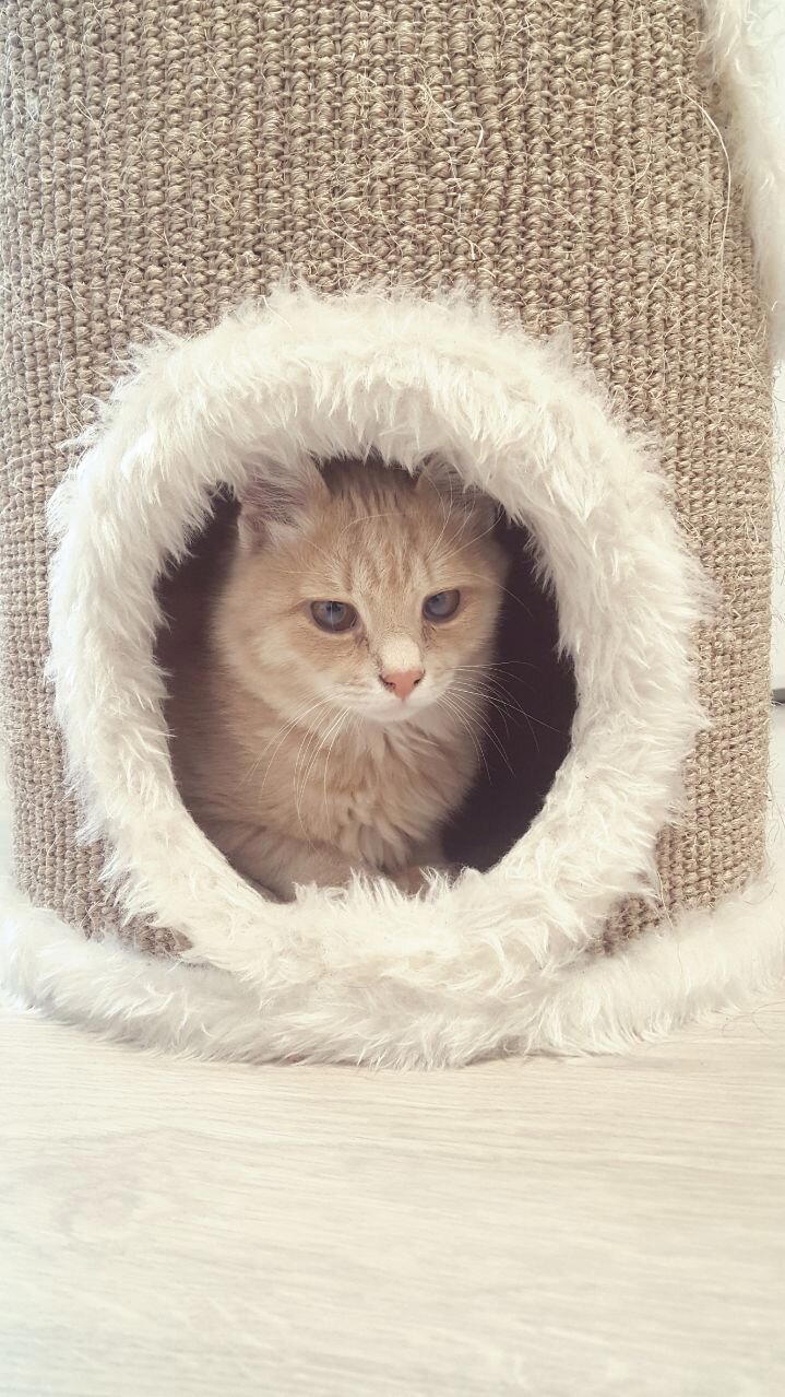 Хоуп. Кот, у которого не было… прорези глаз!