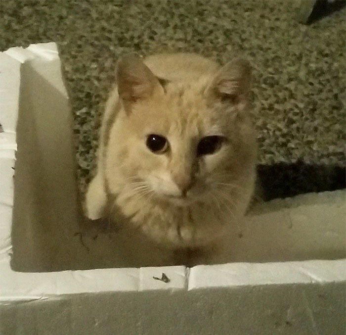 И к дому кота в нагрузку!