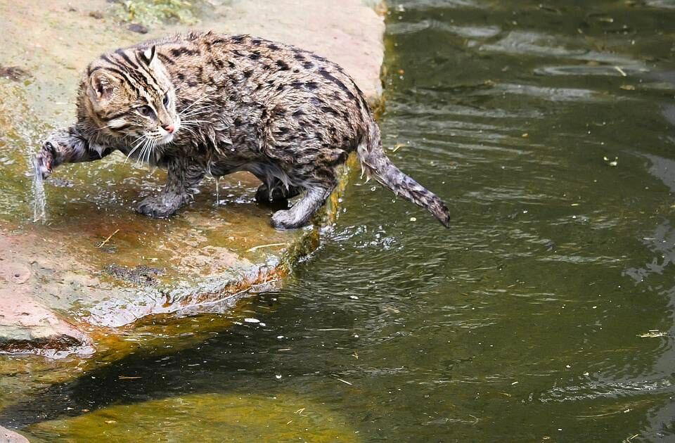 ЭТОТ ВИД ДИКИХ КОШЕК НАХОДИТСЯ НА ГРАНИ ИСЧЕЗНОВЕНИЯ!