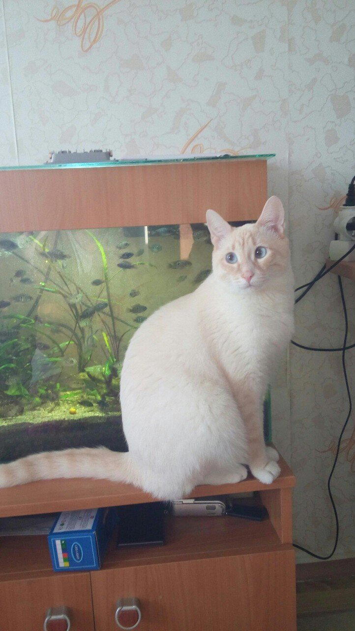 Спасенный любимец всей семьи