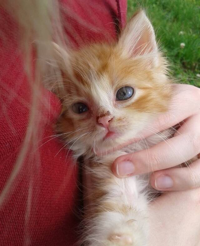 Крошечный котенок из леса