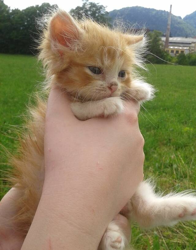 Крошечный котенок из леса