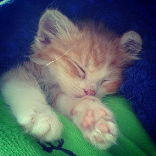 Крошечный котенок из леса