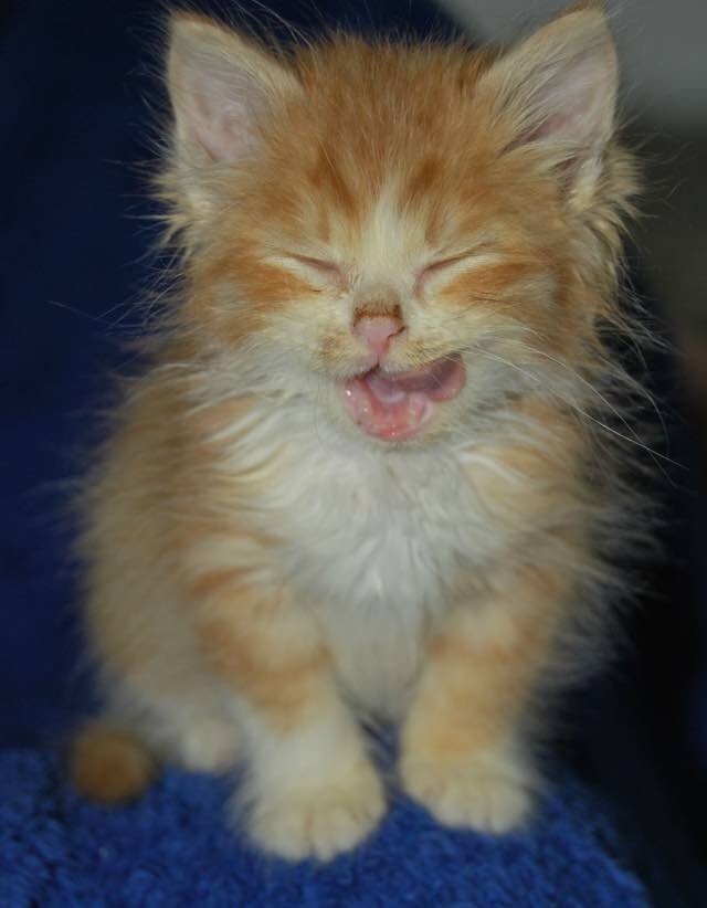 Крошечный котенок из леса