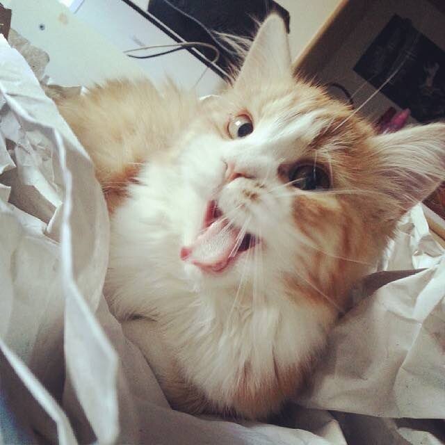 Крошечный котенок из леса