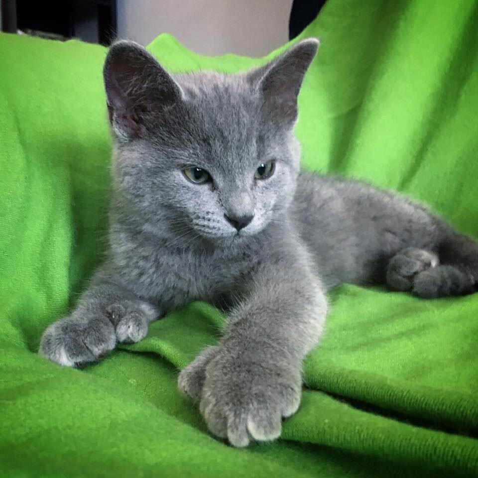 Котята с "медвежьими" лапками
