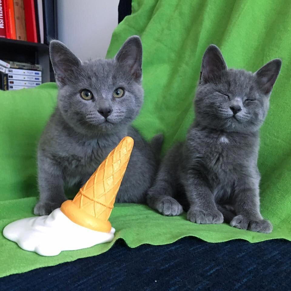 Котята с "медвежьими" лапками