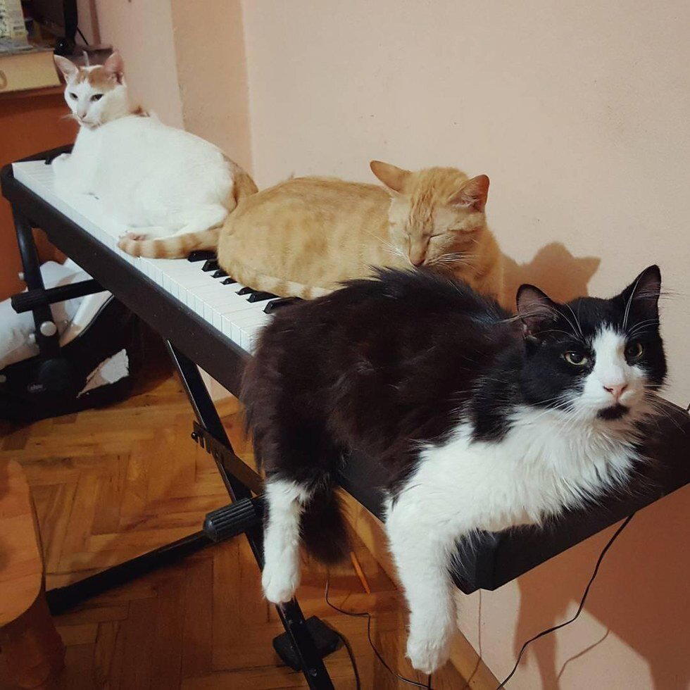 В жизни Сарпера Дюмана есть две вещи, от которых он без ума. Это — музыка и кошки.