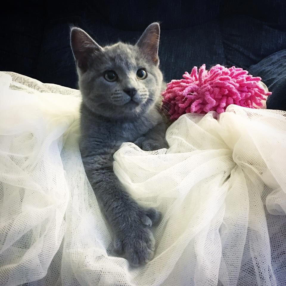 Котята с "медвежьими" лапками