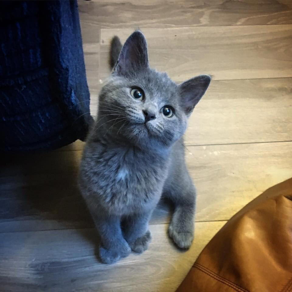 Котята с "медвежьими" лапками
