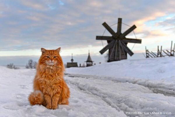 Рыжий кот Кеша - смотритель острова "Кижи"