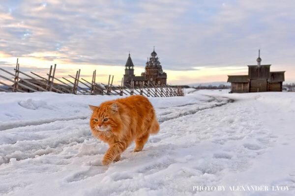 Рыжий кот Кеша - смотритель острова "Кижи"