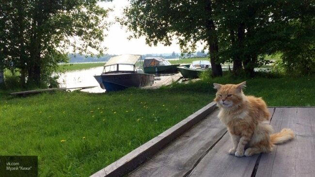 Рыжий кот Кеша - смотритель острова "Кижи"