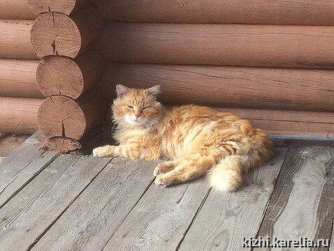 Рыжий кот Кеша - смотритель острова "Кижи"