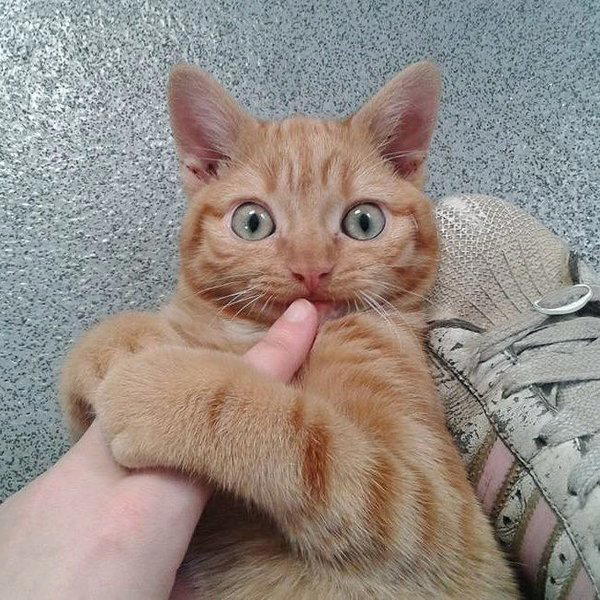 Спасение котенка с врожденными недугами