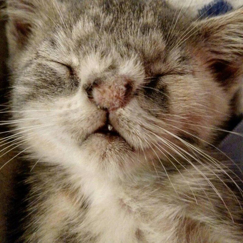 Котенок с шерстяным носиком
