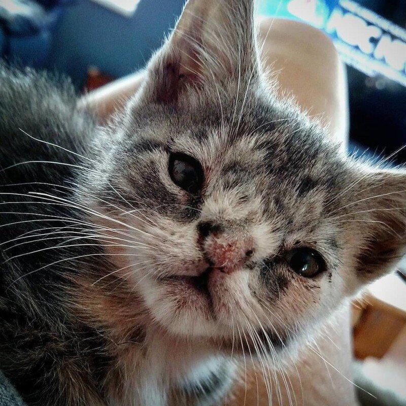 Котенок с шерстяным носиком
