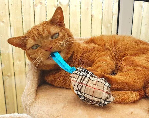 Спасение котенка с врожденными недугами