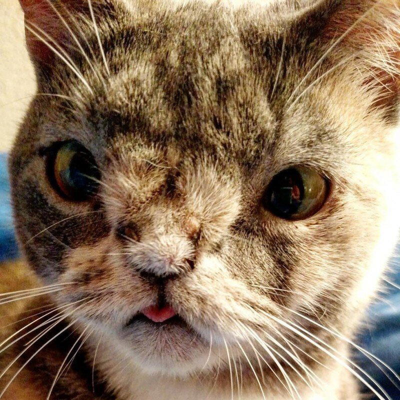 Котенок с шерстяным носиком
