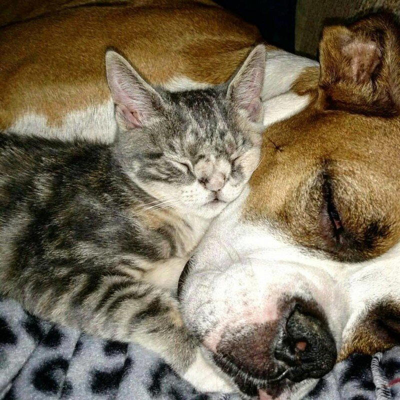 Котенок с шерстяным носиком