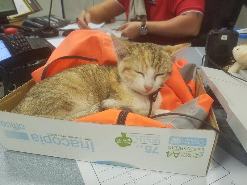 Отважный котенок сам вернулся на поезде домой