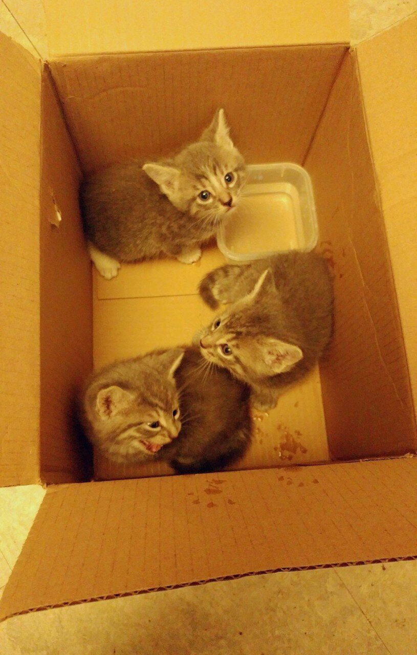 Кошка доверила котят ветерану-инвалиду