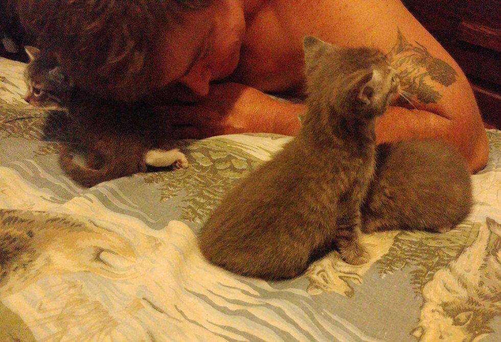 Кошка доверила котят ветерану-инвалиду