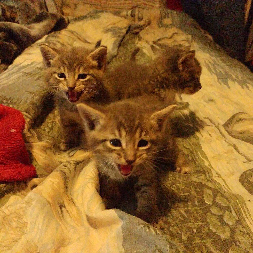Кошка доверила котят ветерану-инвалиду