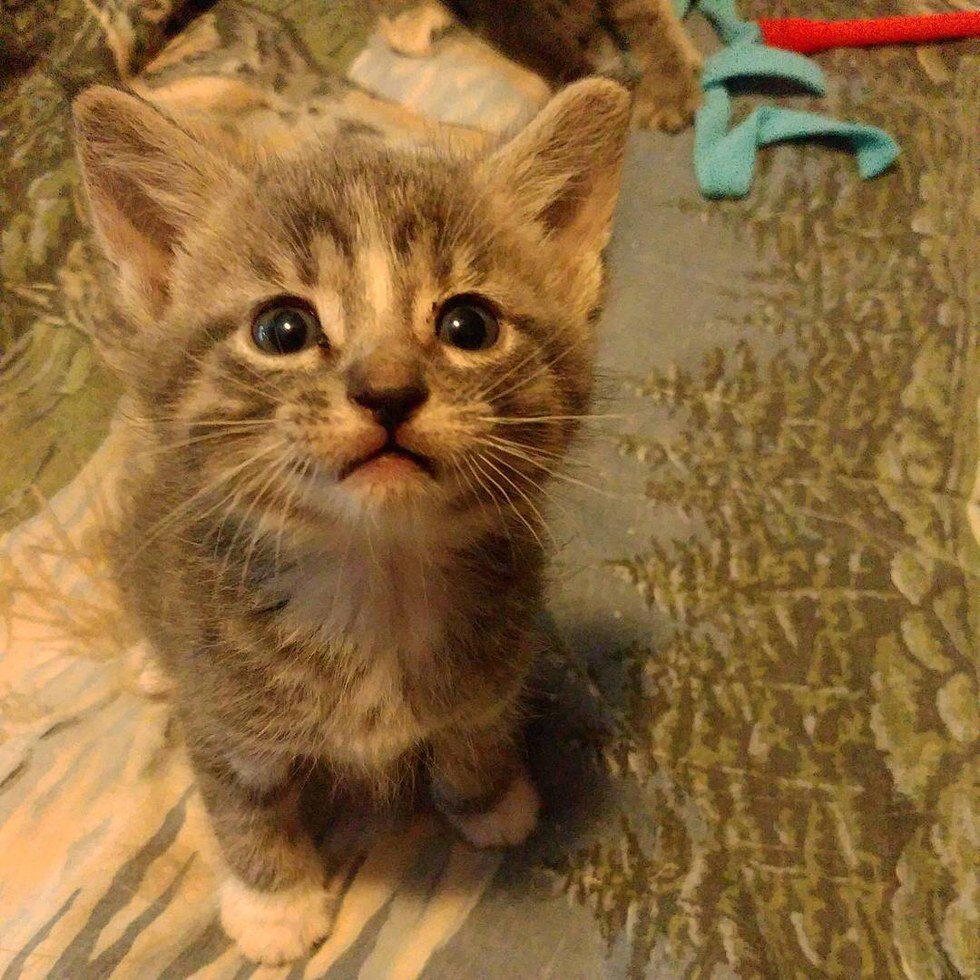 Кошка доверила котят ветерану-инвалиду