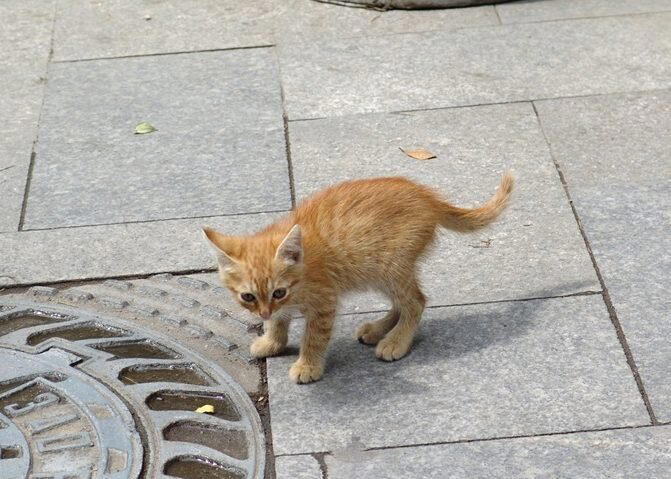 Жизнь котенка дороже денег! Женщина плюнула на работу и зарплату, спасая питомца из-под трамвая