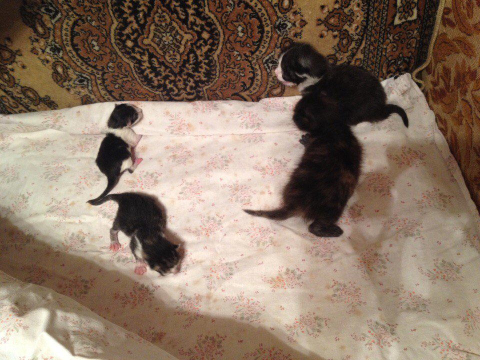 Кошачий крик о помощи