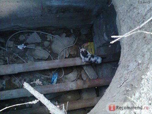 История котенка, который очень хотел жить. Кошка Бабочка