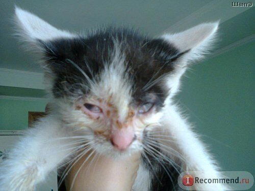 История котенка, который очень хотел жить. Кошка Бабочка