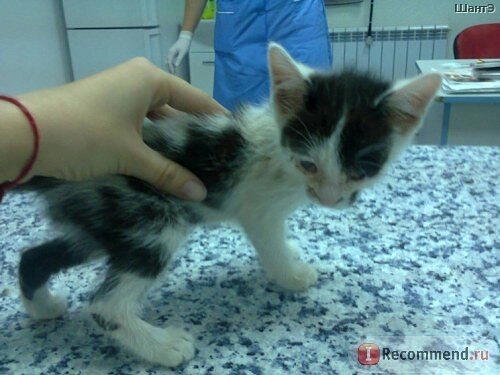 История котенка, который очень хотел жить. Кошка Бабочка