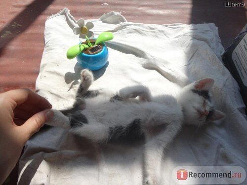 История котенка, который очень хотел жить. Кошка Бабочка